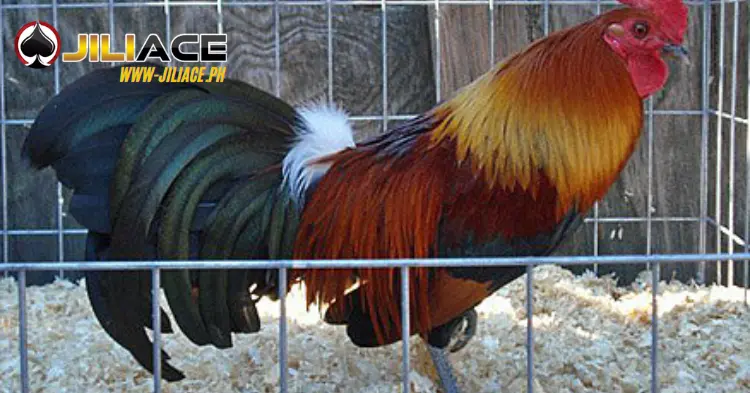 American Bantam Cockfighting