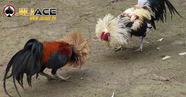 Philippine Cockfighting